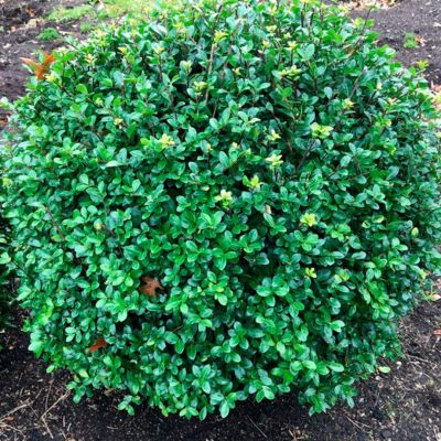 Падуб городчатый Ротундифолиа - Dolina-Sad.Ru