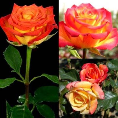 Роза Циркус Роза Циркус - Dolina-Sad.Ru