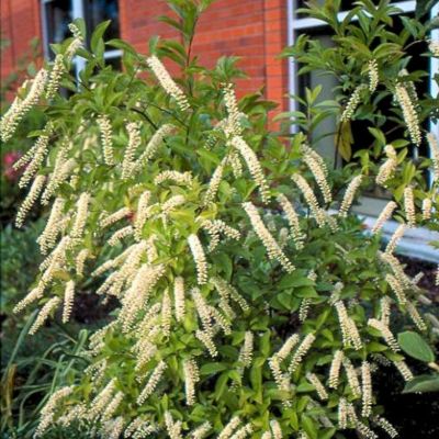 Итея вингирская Мерлот - Dolina-Sad.Ru