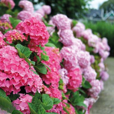 Гортензия крупнолистная Эрли Пинк - Dolina-Sad.Ru