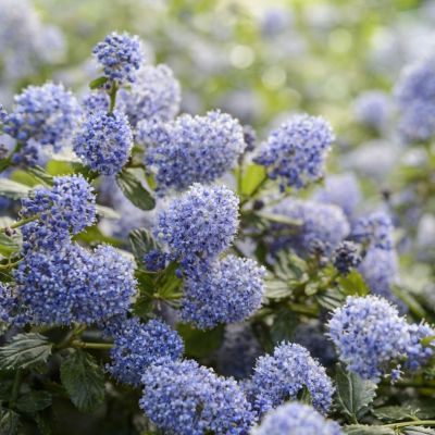 Цеанотус Топаз - Dolina-Sad.Ru