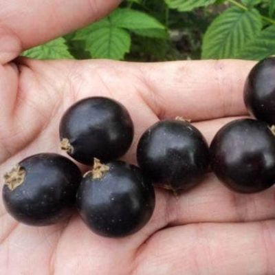 Смородина Черная Добрыня, C3 (2 года) Смородина Черная Добрыня, C3 (2 года) - Dolina-Sad.Ru