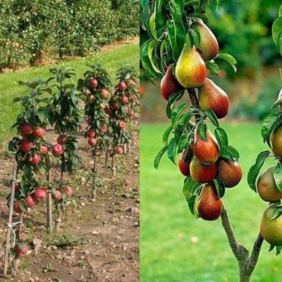Комплект Колоновидных Яблони+Груши Комплект Колоновидных Яблони+Груши фото