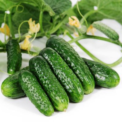 Огурец Новинка Огурец Новинка фото