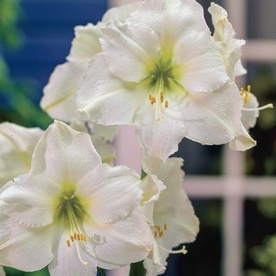 Амариллис Кристмас Гифт - Dolina-Sad.Ru