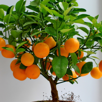 Мандарин уншиу Мандарин уншиу фото