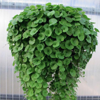 Дихондра ампельная фото