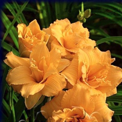 Лилейник Кондилла Лилейник Кондилла - Dolina-Sad.Ru