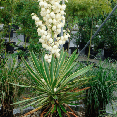 Юкка нитчатая Юкка нитчатая фото