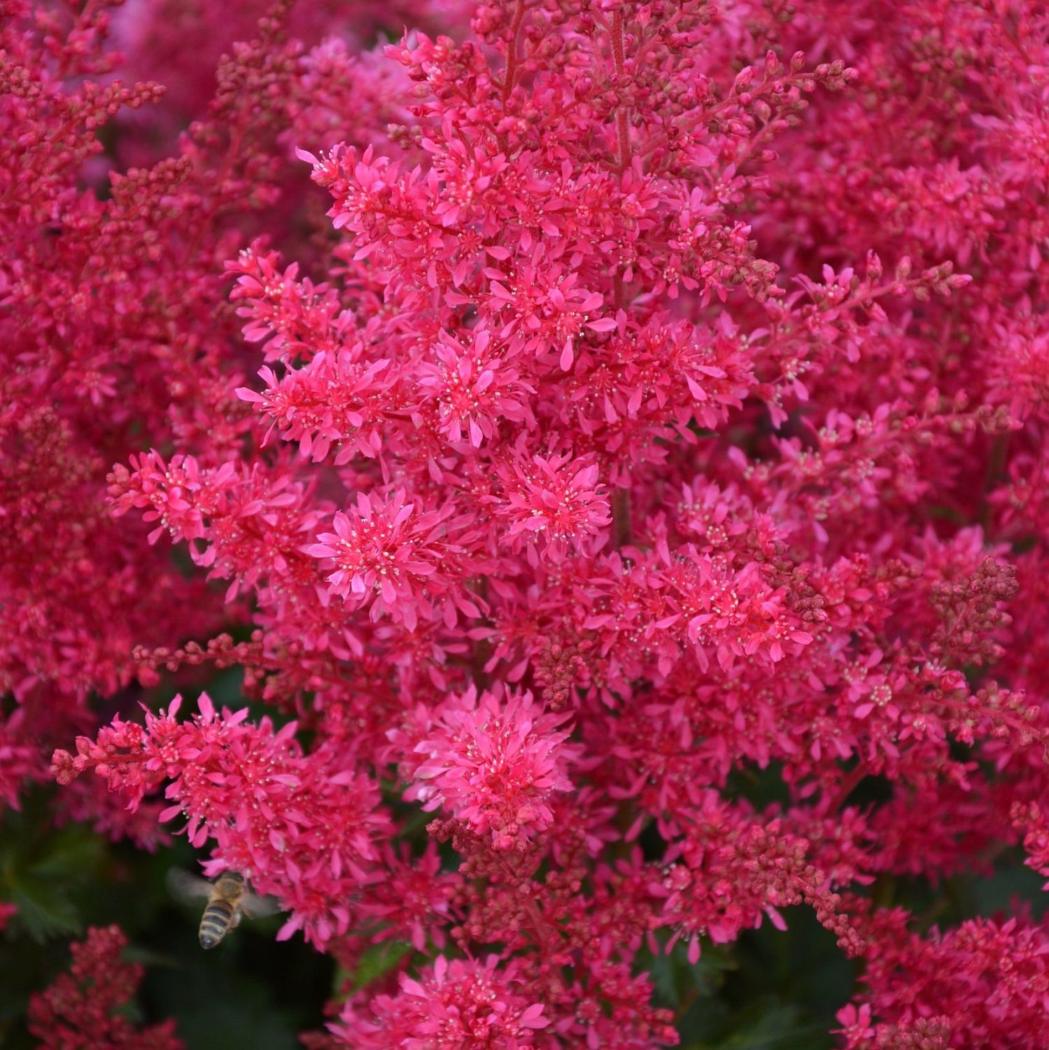 Астильба Арендса Хэви Метал Астильба Арендса Хэви Метал - Dolina-Sad.Ru