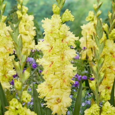 Гладиолус Бернинг Санрайс - Dolina-Sad.Ru