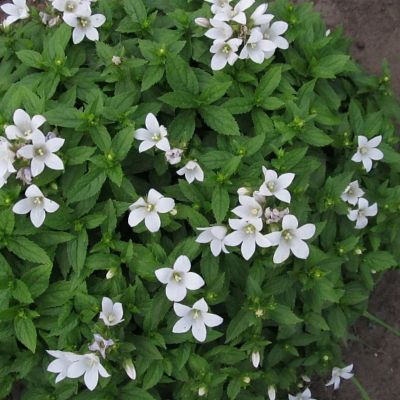 Колокольчик молочноцветковый Аваланш Колокольчик молочноцветковый Аваланш - Dolina-Sad.Ru