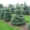 Пихта одноцветная, С3 Пихта одноцветная, С3 - Dolina-Sad.Ru