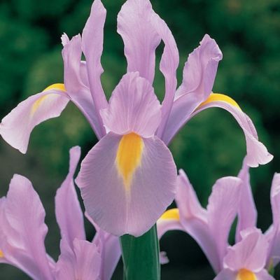 Ирис Росарио Ирис Росарио - Dolina-Sad.Ru