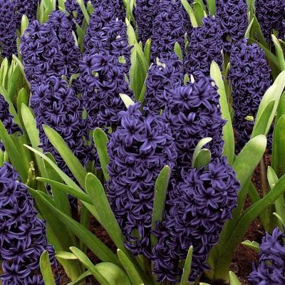 Гиацинт Блю Сапфир Гиацинт Блю Сапфир фото