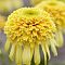 Эхинацея Лемон Дроп Эхинацея Лемон Дроп фото