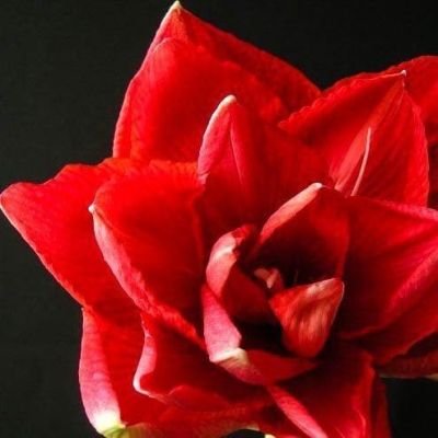 Амариллис Черри Нимф Амариллис Черри Нимф фото