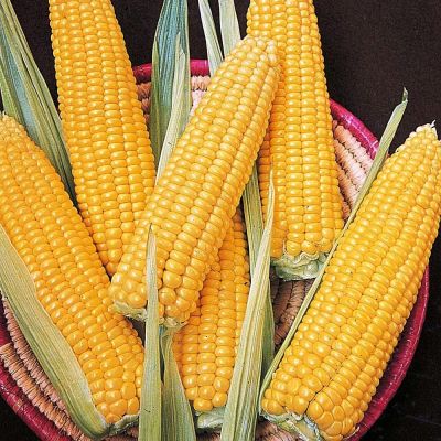 Кукуруза Сахарная Кукуруза Сахарная фото