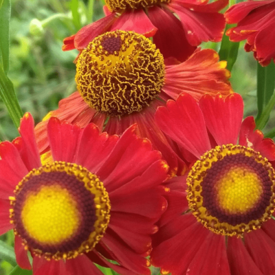 Гелениум Бандера , С1,5 Гелениум Бандера , С1,5 фото