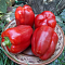 Перец Калифорнийское чудо фото