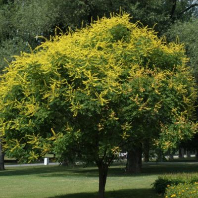 Кёльрейтерия метельчатая Кёльрейтерия метельчатая - Dolina-Sad.Ru