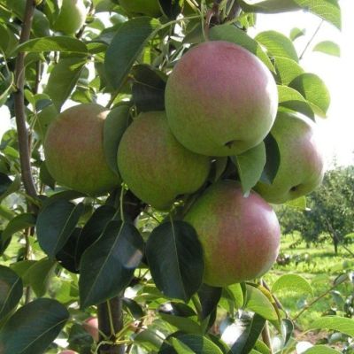 Груша Десертная Россошанская/Осенняя Груша Десертная Россошанская/Осенняя - Dolina-Sad.Ru