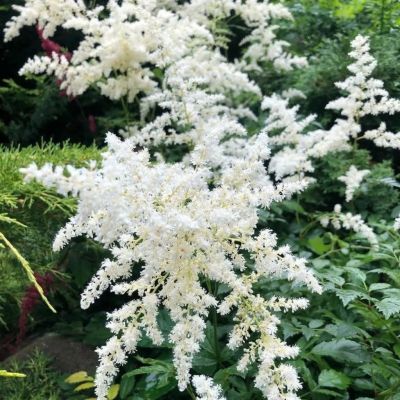 Астильба Арендса Клоуз Хармони - Dolina-Sad.Ru