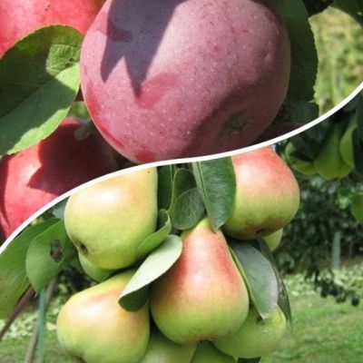 Комплект Колоновидных Яблони+Груши Комплект Колоновидных Яблони+Груши фото