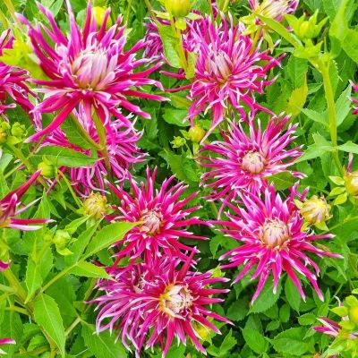 Георгина Чайна Товн Сонг Георгина Чайна Товн Сонг - Dolina-Sad.Ru