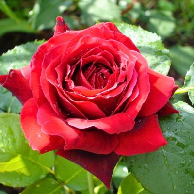 Роза Алматинка в горшке Роза Алматинка в горшке - Dolina-Sad.Ru