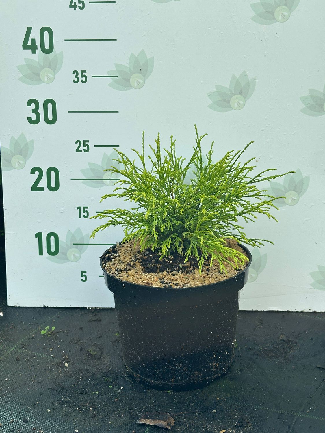 Кипарисовик горохоплодный Санголд, С3 Кипарисовик горохоплодный Санголд, С3 - Dolina-Sad.Ru