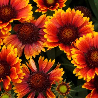 Гайлардия Аризона Сан Гайлардия Аризона Сан - Dolina-Sad.Ru