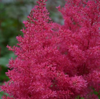 Астильба Арендса Хэви Метал Астильба Арендса Хэви Метал - Dolina-Sad.Ru