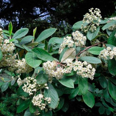 Кизильник млечный Кизильник млечный - Dolina-Sad.Ru