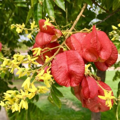 Кёльрейтерия метельчатая Кёльрейтерия метельчатая - Dolina-Sad.Ru