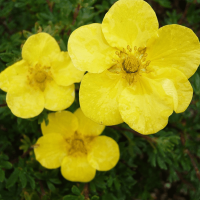 Лапчатка кустарниковая Саммерфлор фото