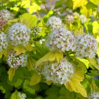 Пузыреплодник Наггет Пузыреплодник Наггет фото