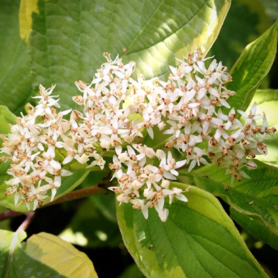 Дерен белый Гоучаулти Дерен белый Гоучаулти фото