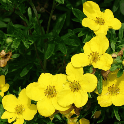 Лапчатка кустарниковая Хакманс Гигант фото