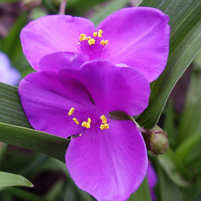 Традесканция Андерсона Кармин Глоу Традесканция Андерсона Кармин Глоу фото