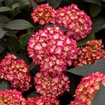 Гортензия крупнолистная Эклипс Гортензия крупнолистная Эклипс - Dolina-Sad.Ru