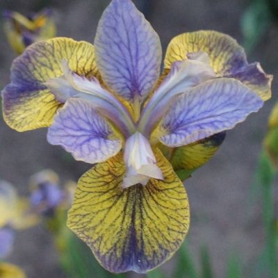 Ирис Типпед ин Блю Ирис Типпед ин Блю - Dolina-Sad.Ru