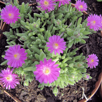 Делосперма Джевел оф Десерт Кэндистоун , Делосперма Джевел оф Десерт Кэндистоун , фото