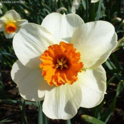 Нарцисс Баррет Браунинг Нарцисс Баррет Браунинг - Dolina-Sad.Ru