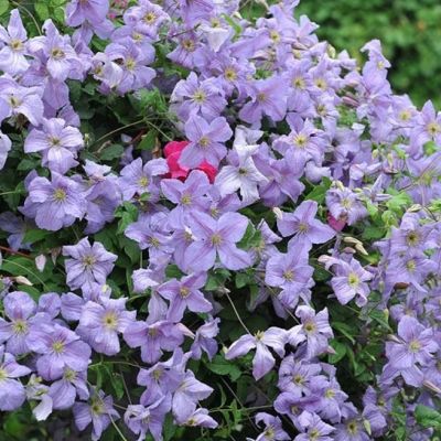 Клематис Эмилия Плятер Клематис Эмилия Плятер - Dolina-Sad.Ru