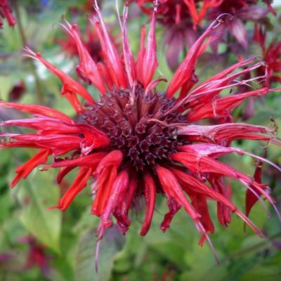 Монарда Дансинг Берд , С1,5 Монарда Дансинг Берд , С1,5 фото