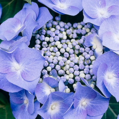 Гортензия крупнолистная Теллер Блю Гортензия крупнолистная Теллер Блю фото