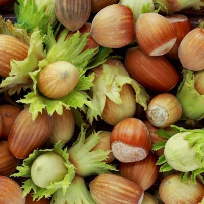 Лещина Фертиль де Коутард Лещина Фертиль де Коутард - Dolina-Sad.Ru