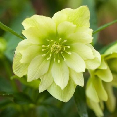 Морозник Голден Дисковери - Dolina-Sad.Ru