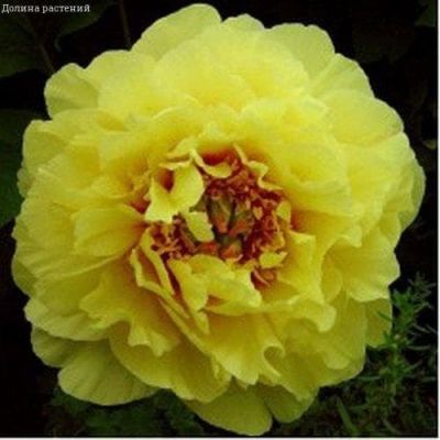 Пион Бартзелла (Ито-гибрид) Пион Бартзелла (Ито-гибрид) фото